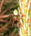 Araniella_cucurbitina_D2975_Z_88_NP De Hoge Veluwe_Nederland